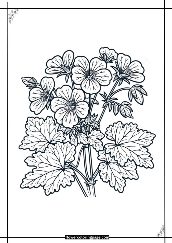 cranesbill coloring pages