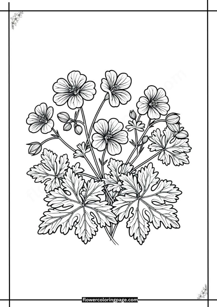 cranesbill coloring pages free download