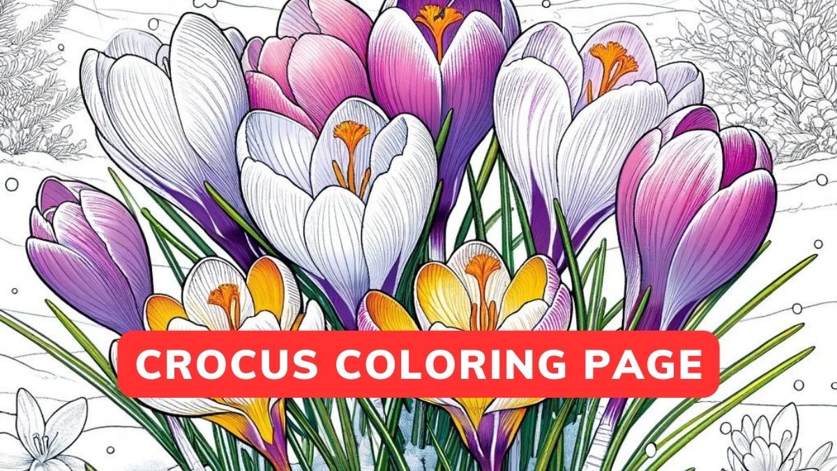 Crocus Coloring Page