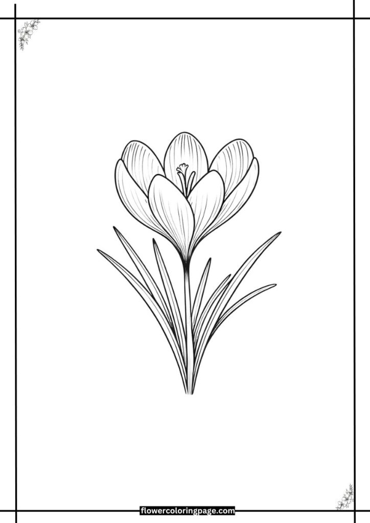 crocus coloring page