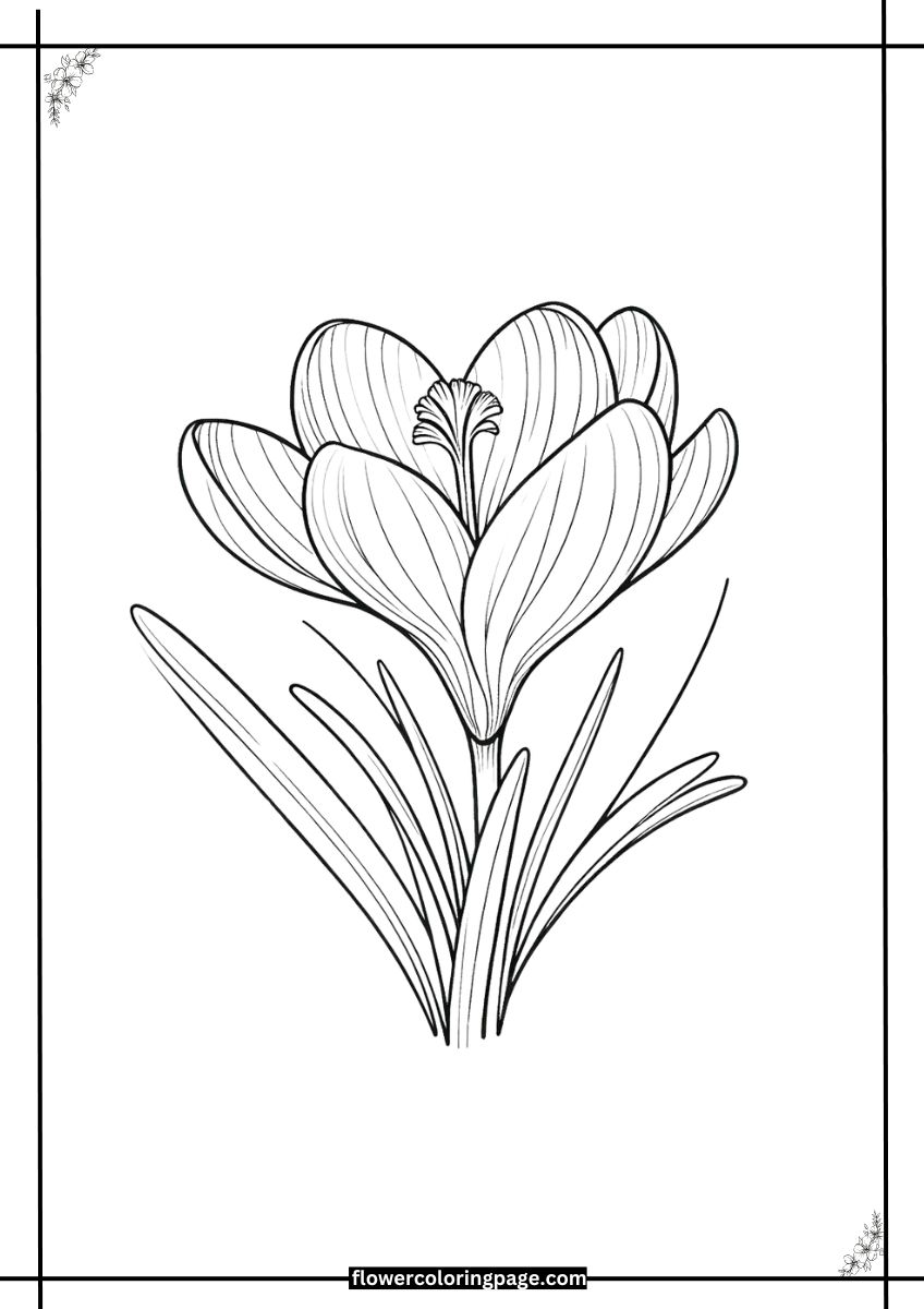 Free Printable Crocus Coloring Pages [ PDF ] Flower Coloring Page