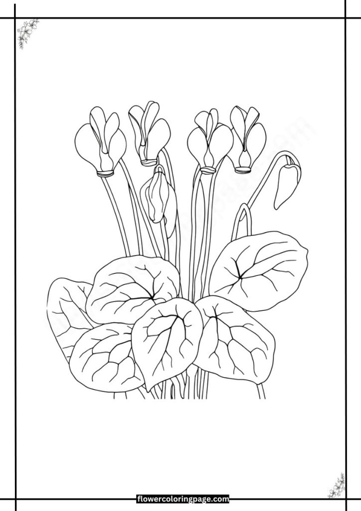 cyclamen coloring pages