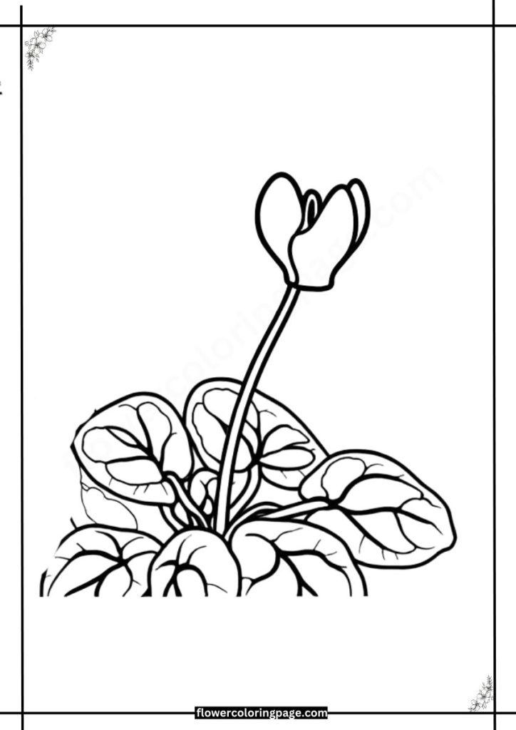 cyclamen coloring pages printable