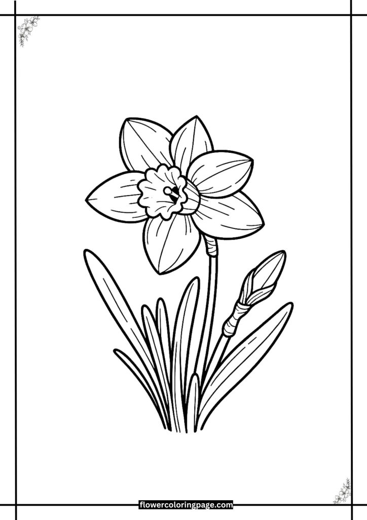 daffodil coloring pages