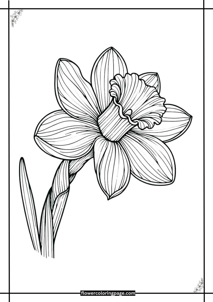 daffodil flower coloring pages