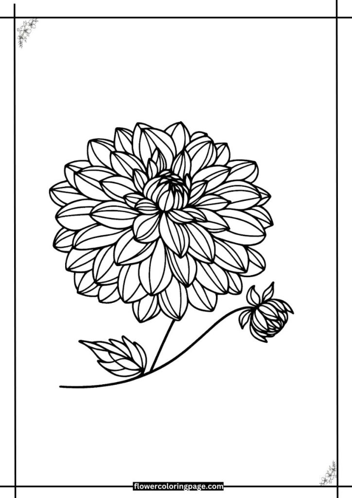 dahlia coloring page printable