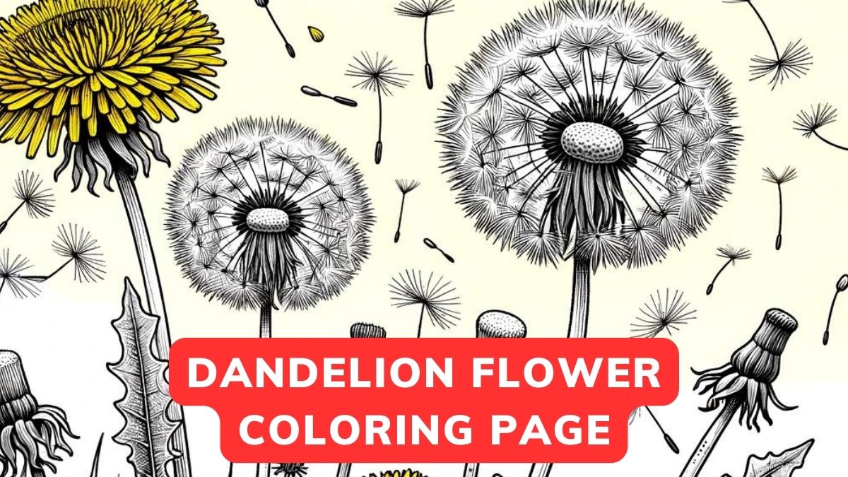 dandelion flower coloring page