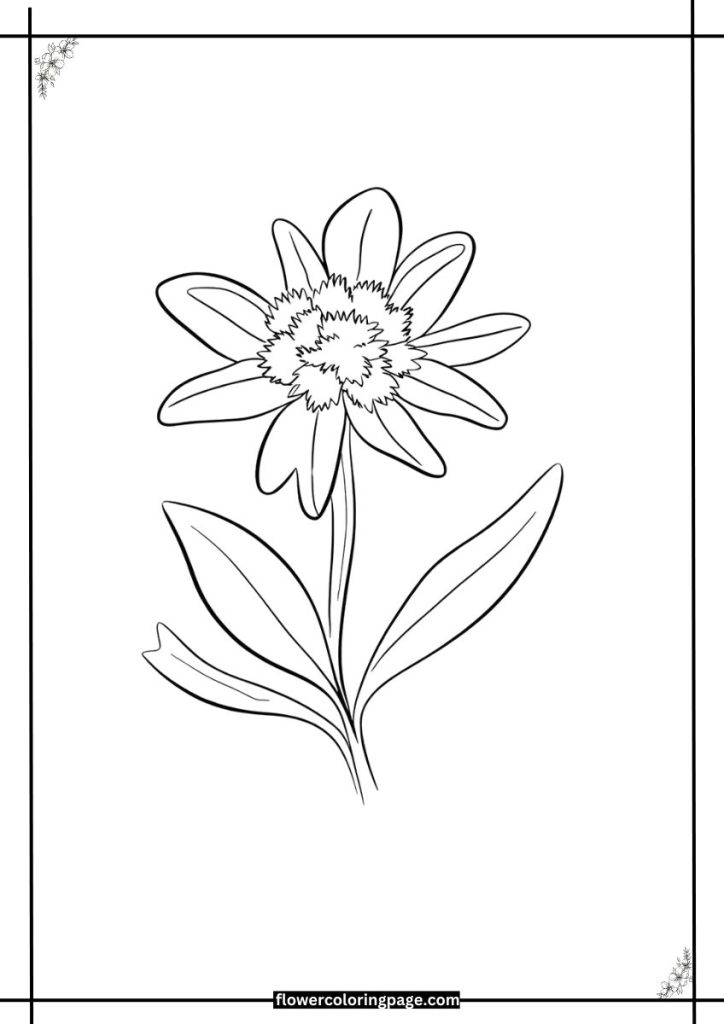 edelweiss flower coloring page