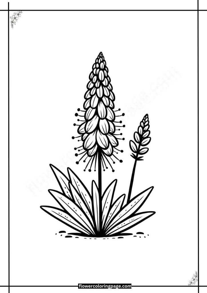 eremurus coloring pages