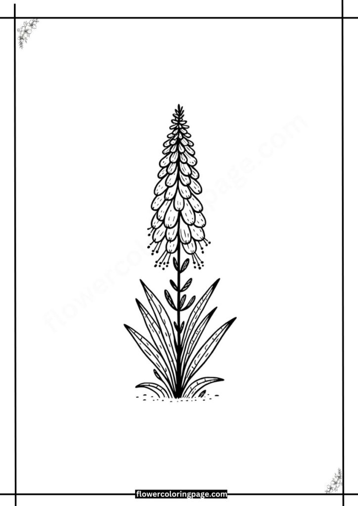 eremurus coloring pages free download