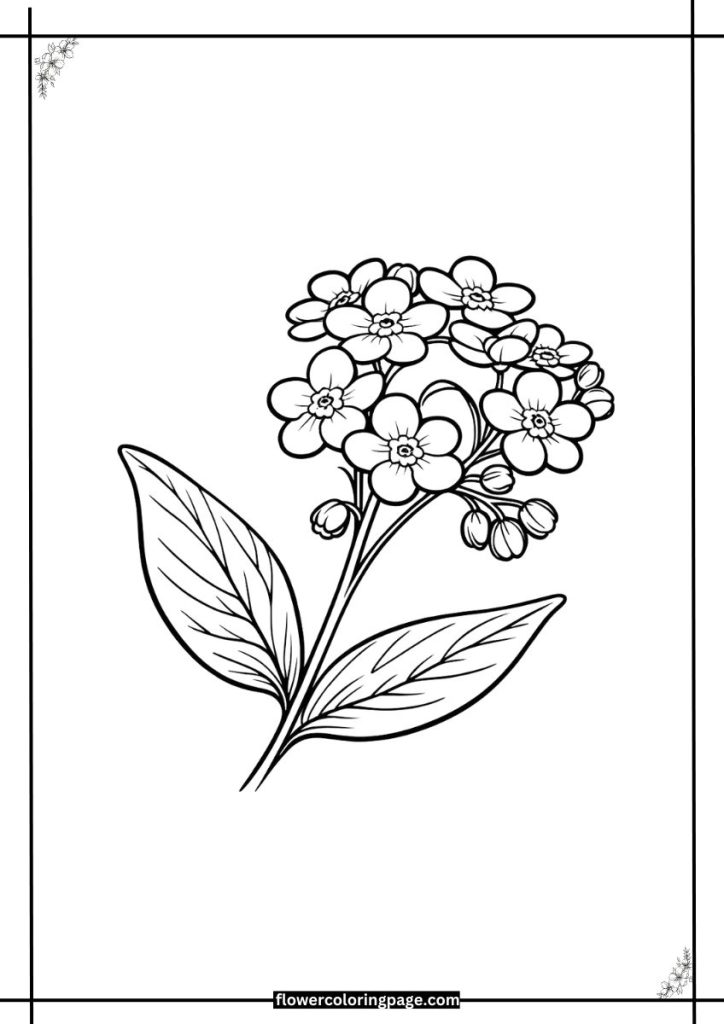 forget me not coloring page