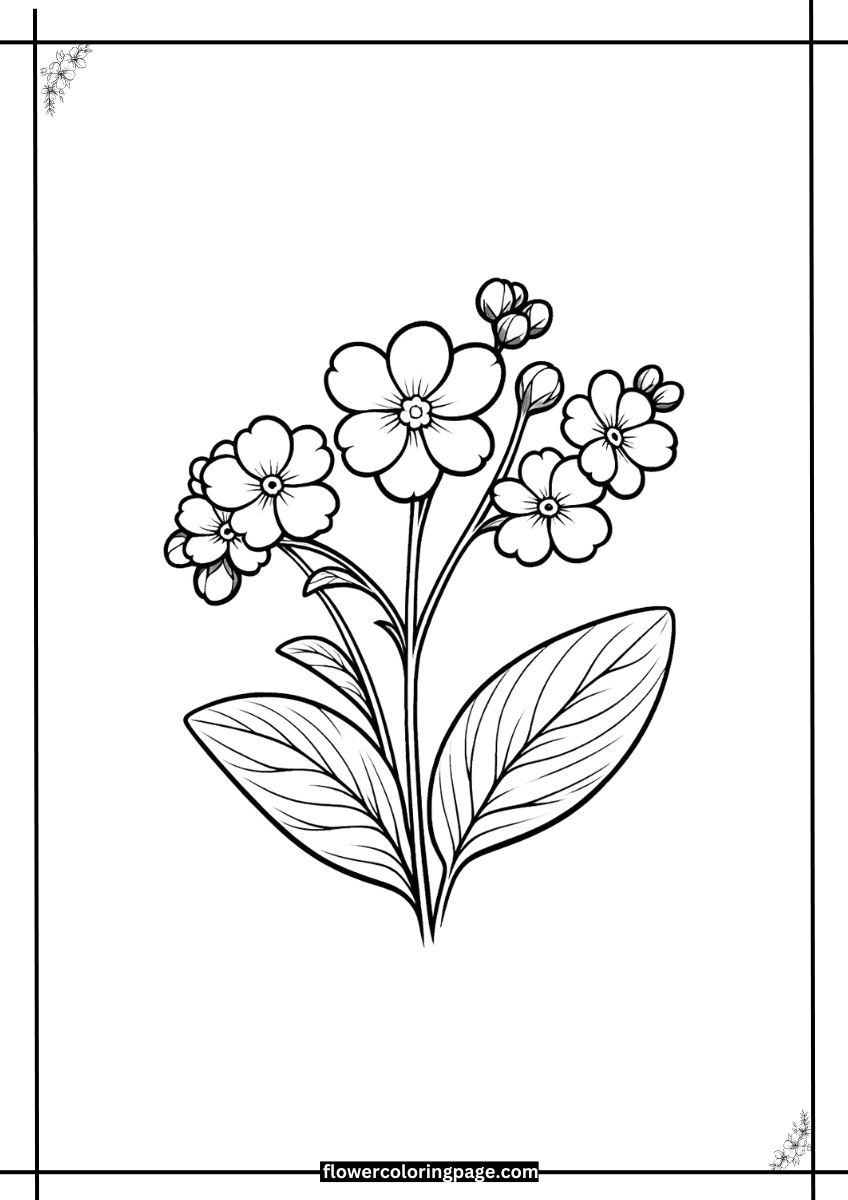 Free Forget Me Not Coloring Pages [ Printable PDF ] - Flower Coloring Page