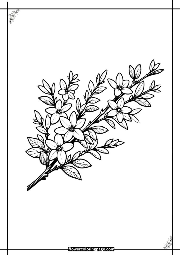 forsythia coloring page