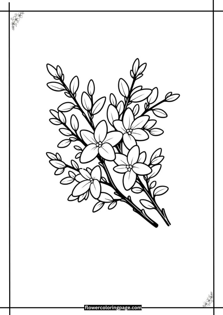 forsythia flower coloring page