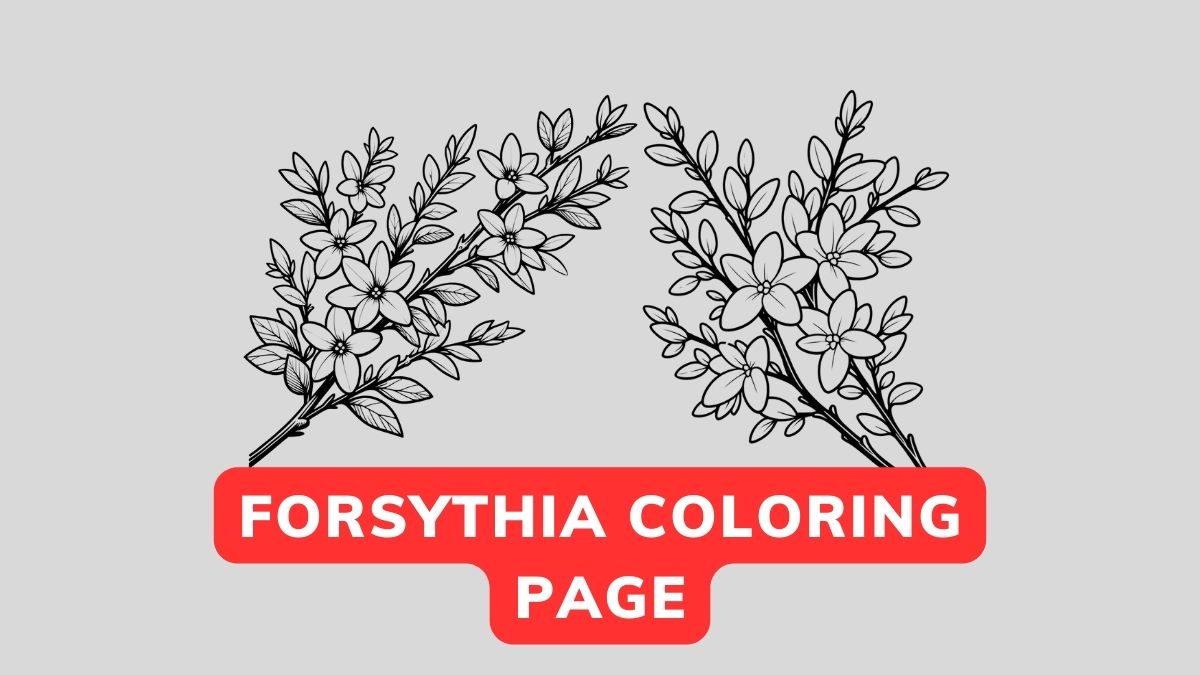 forsythia flower coloring page