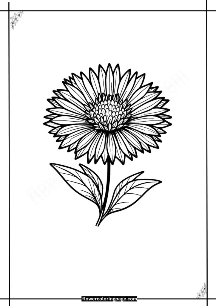 gaillardia coloring pages free download