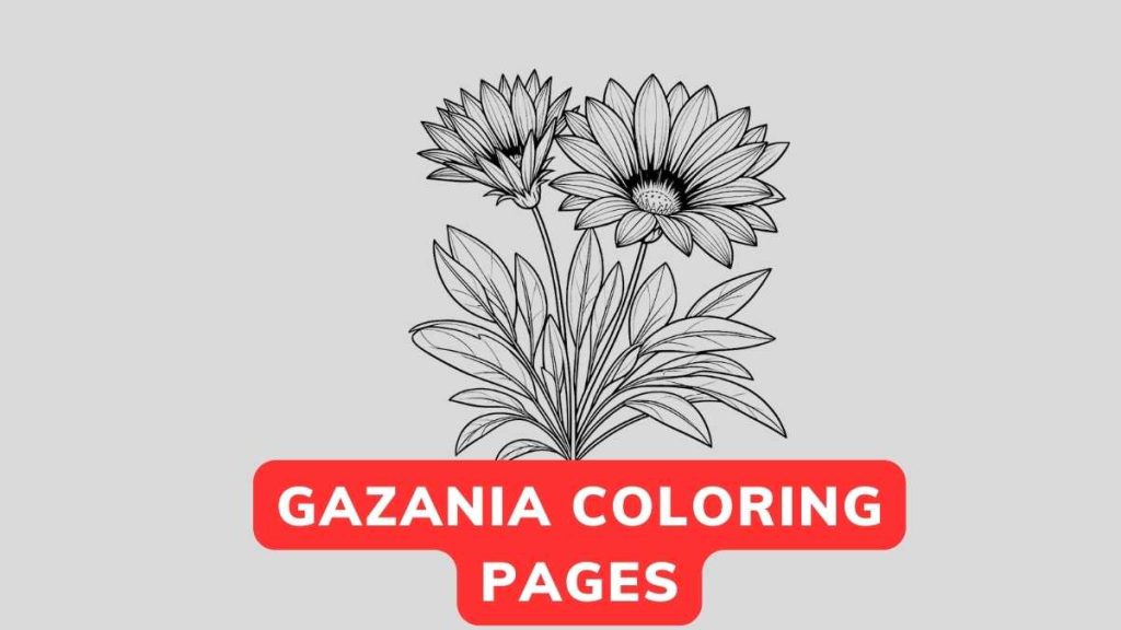 Printable Gazania Coloring Pages Free PDF Flower Coloring Page