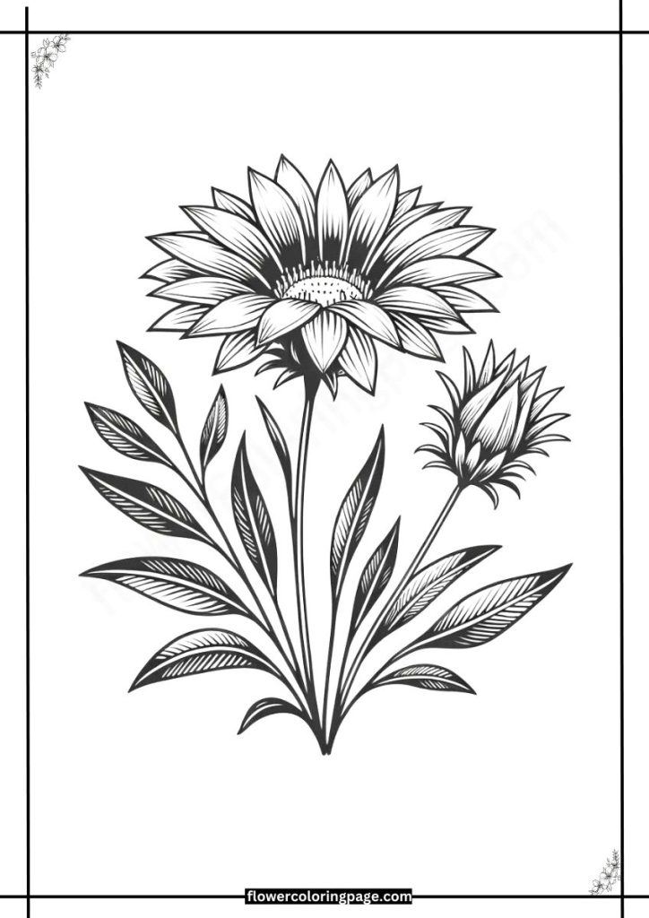 gazania coloring pages