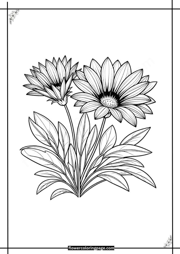 gazania coloring pages free download