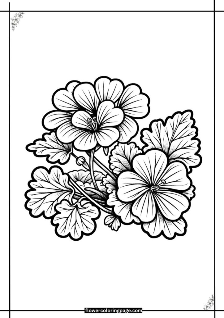 geranium coloring page