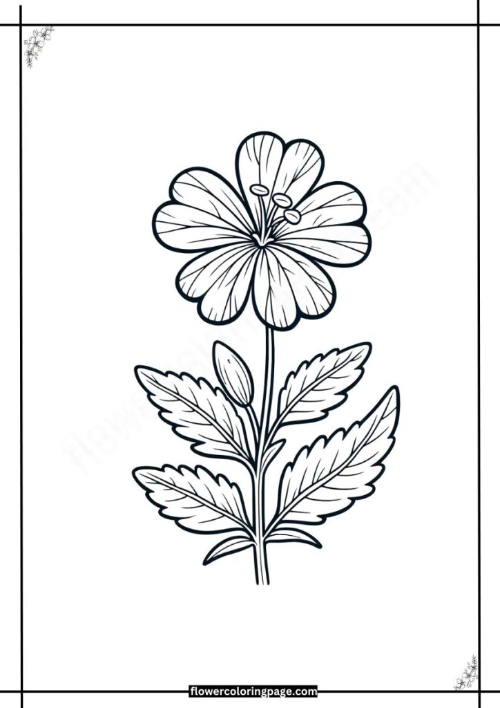 gilly flower coloring pages