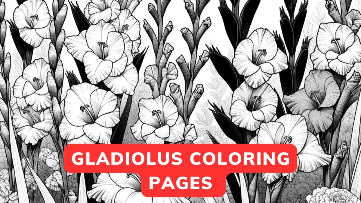 gladiolus coloring pages