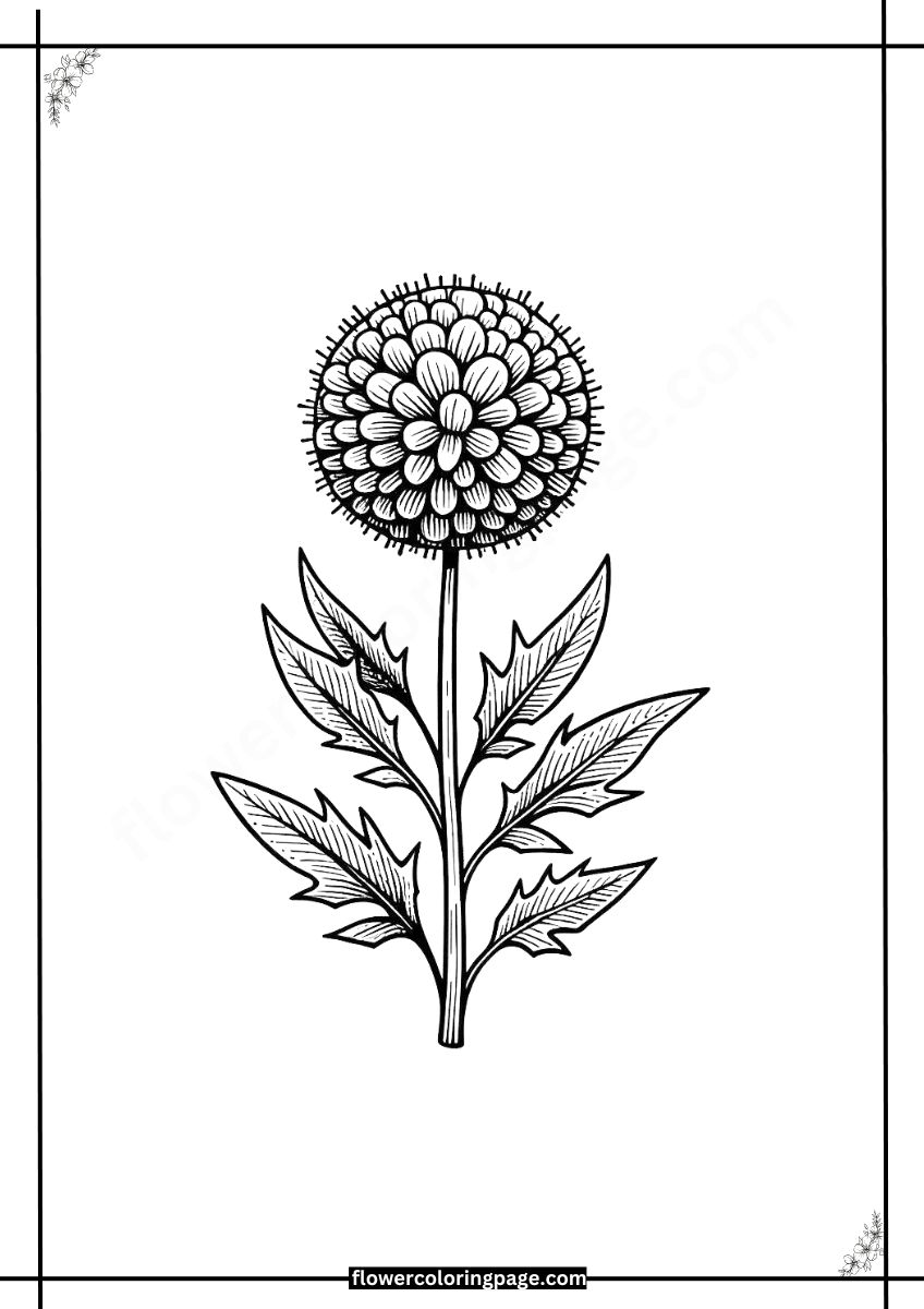 Printable Globe Thistle Coloring Pages Free PDF Flower Coloring Page