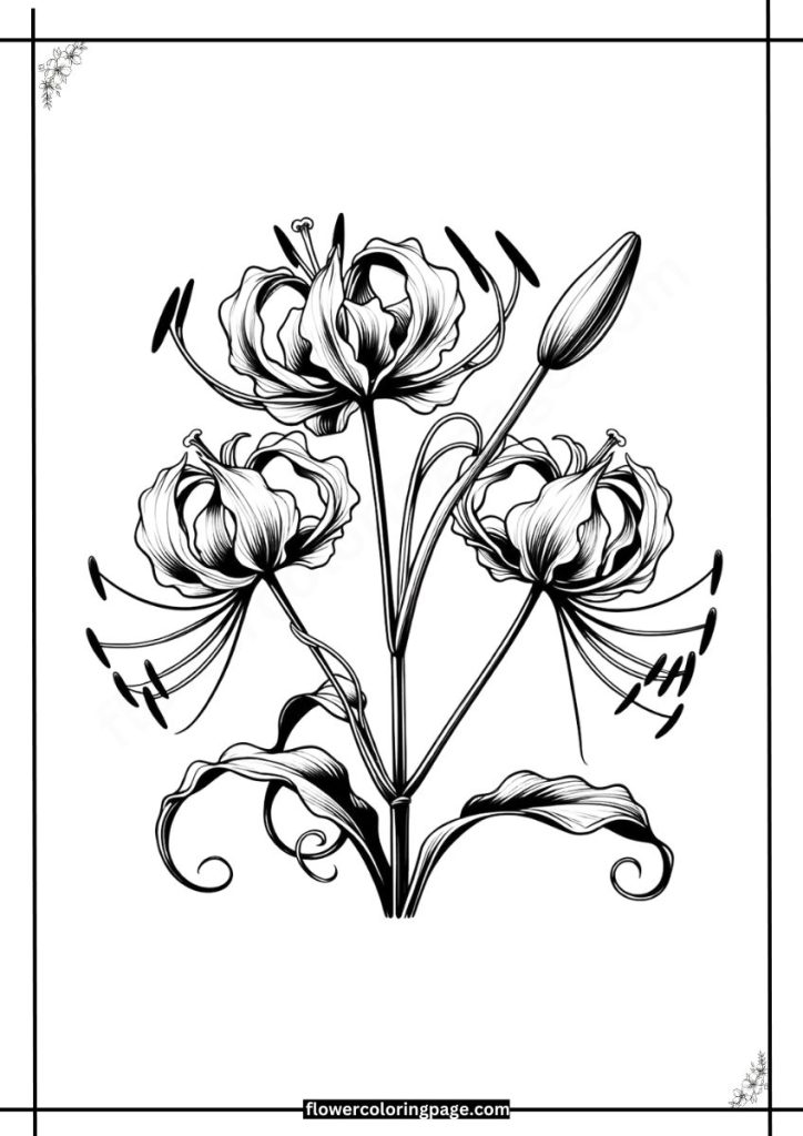 gloriosa lily coloring pages printable