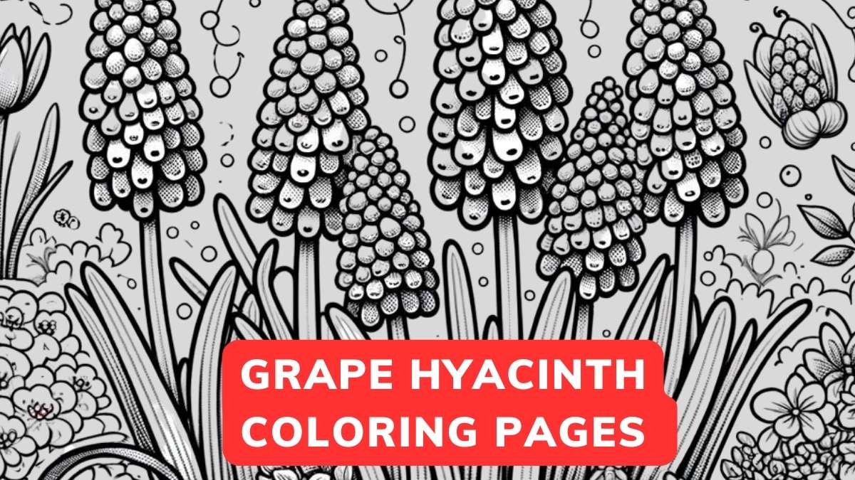 grape hyacinth coloring page