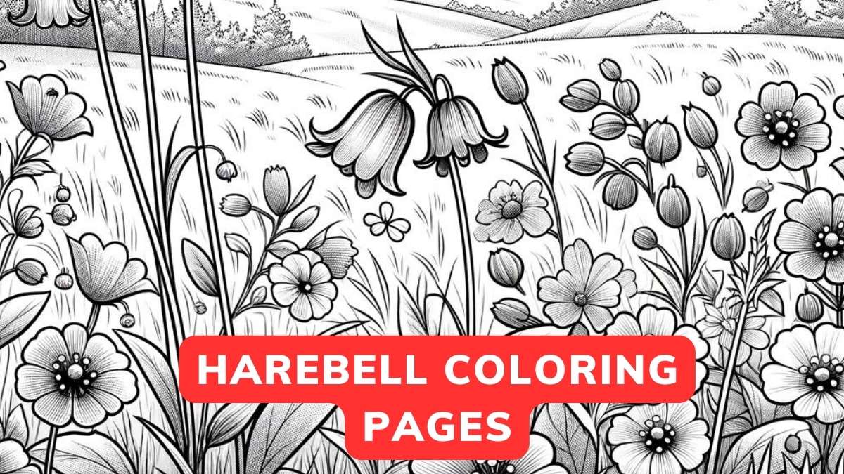 harebell coloring page