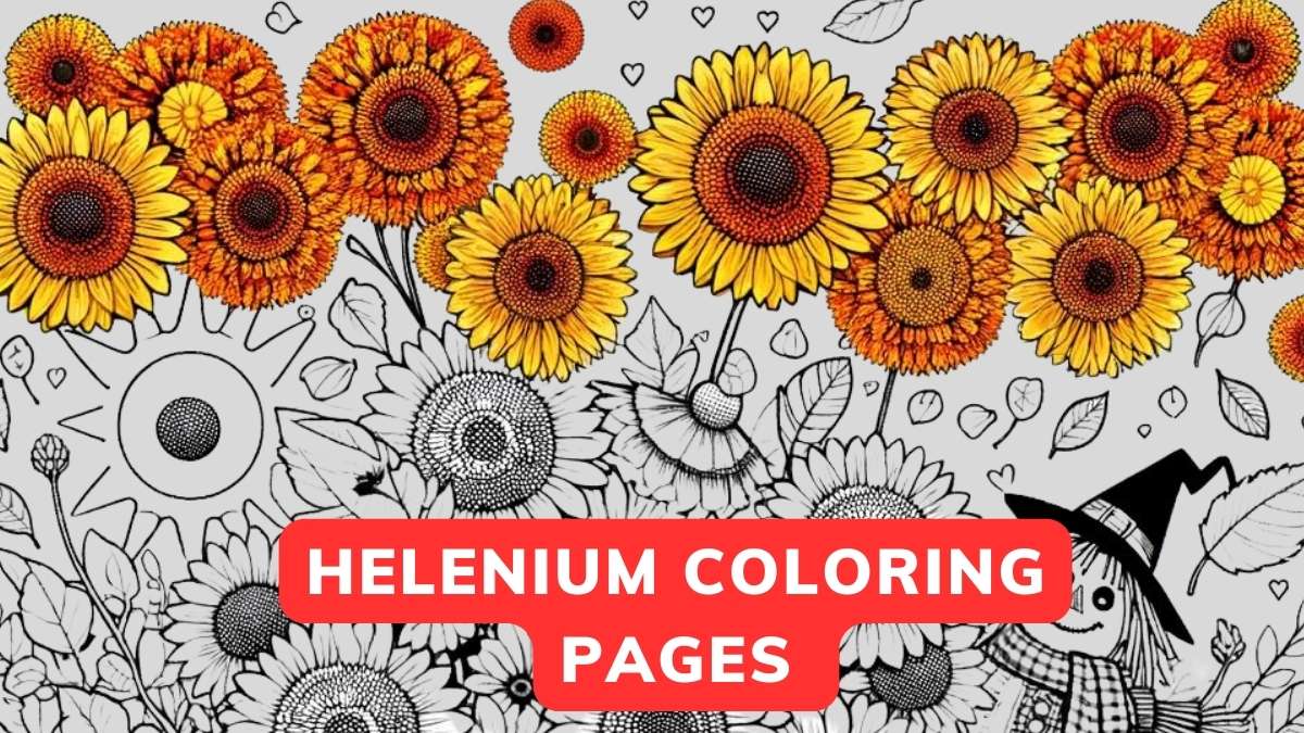 helenium coloring page