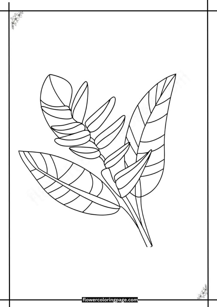 heliconia coloring pages