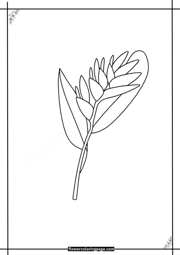 heliconia coloring pages free download