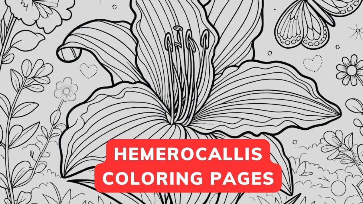 hemerocallis coloring page