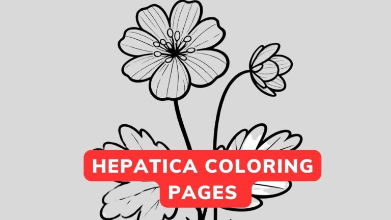 hepatica coloring page