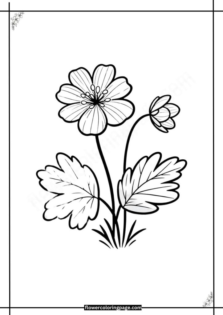 hepatica coloring pages