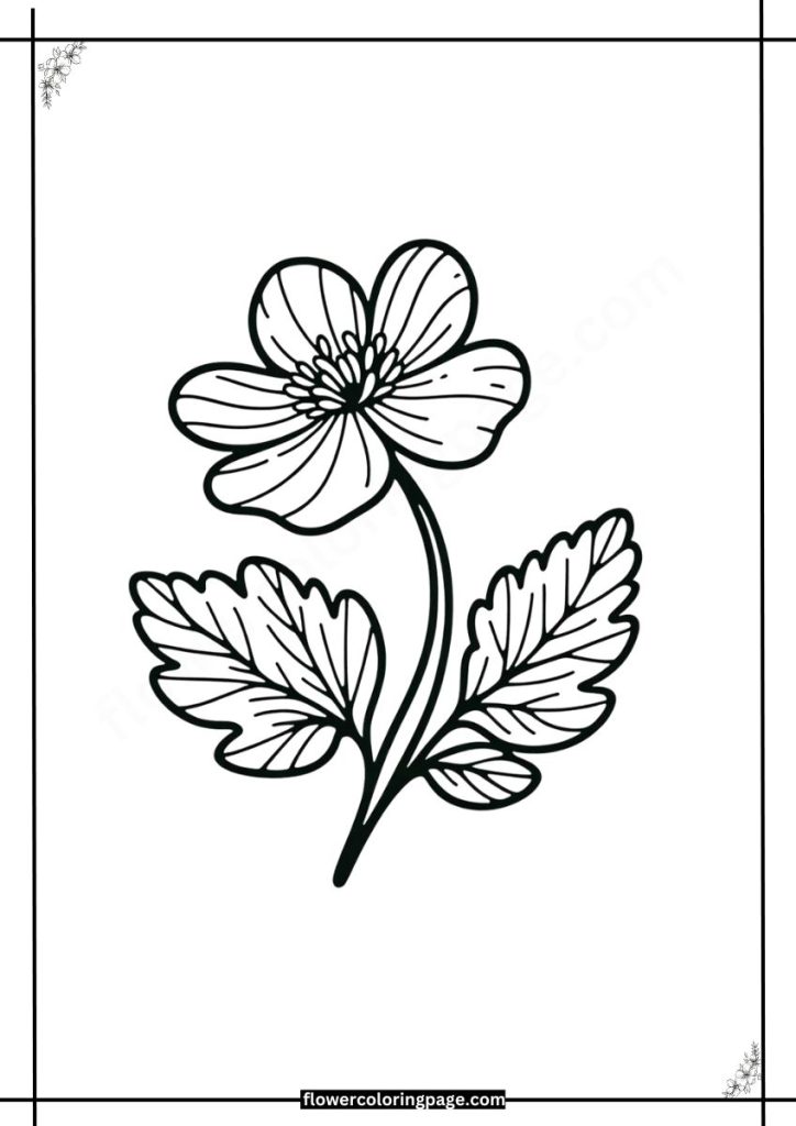 hepatica coloring pages pdf