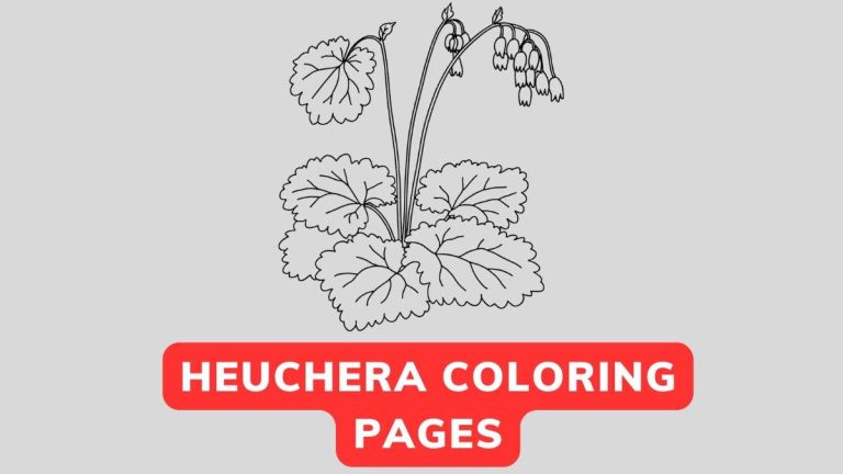 heuchera coloring page