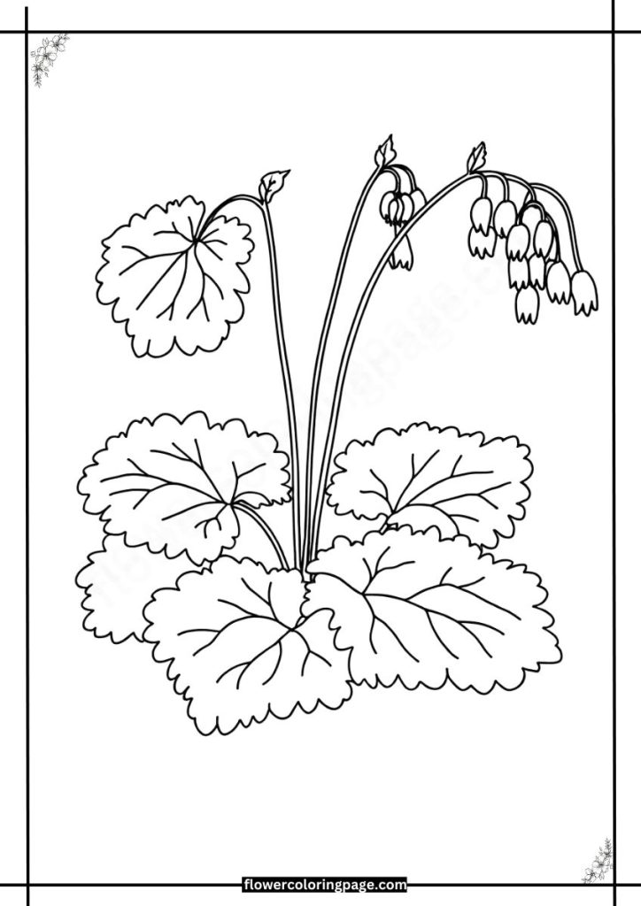 heuchera coloring pages