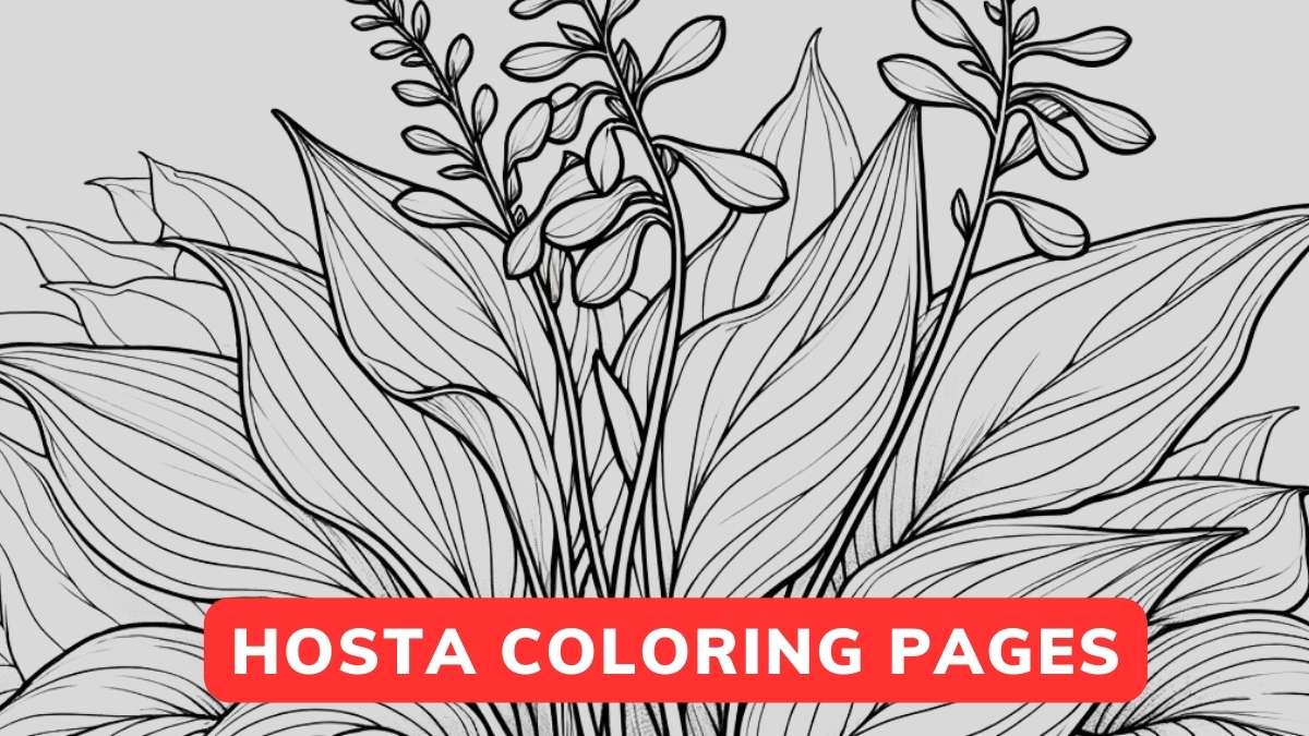 hosta coloring page