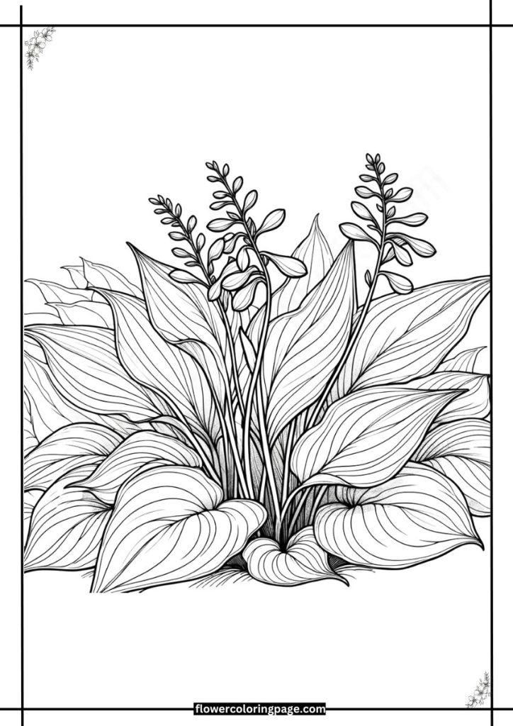 hosta coloring pages