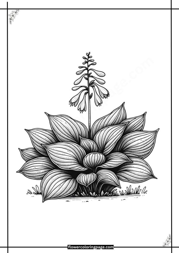 hosta coloring pages free download