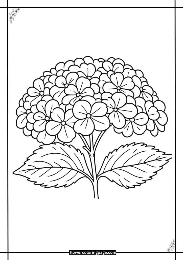 hydrangea coloring page