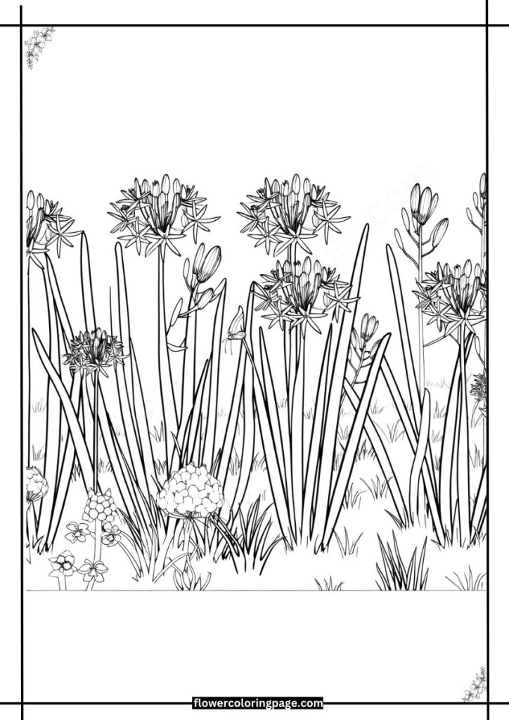 ixia coloring pages