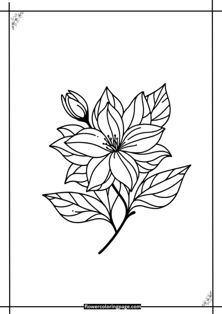 jasmine flower coloring pages