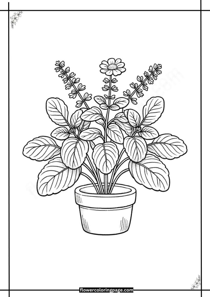 jerusalem sage coloring page