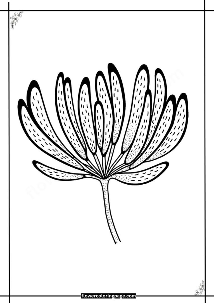 kangaroo paw coloring pages