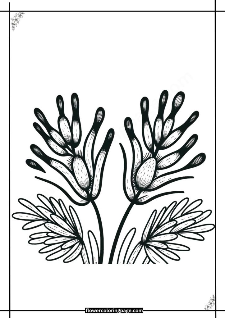 kangaroo paw coloring pages printable pdf