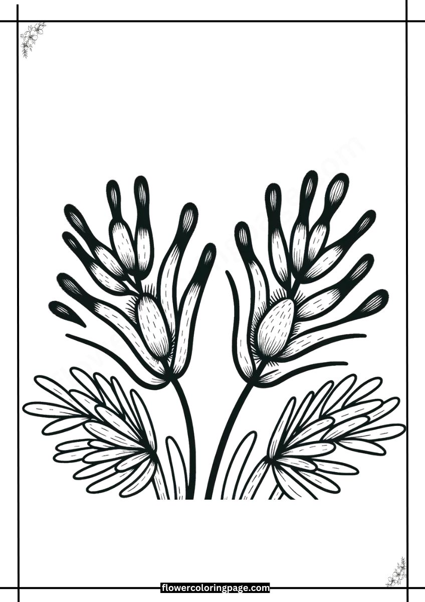 Free Kangaroo Paw Coloring Pages Printable PDF - Flower Coloring Page