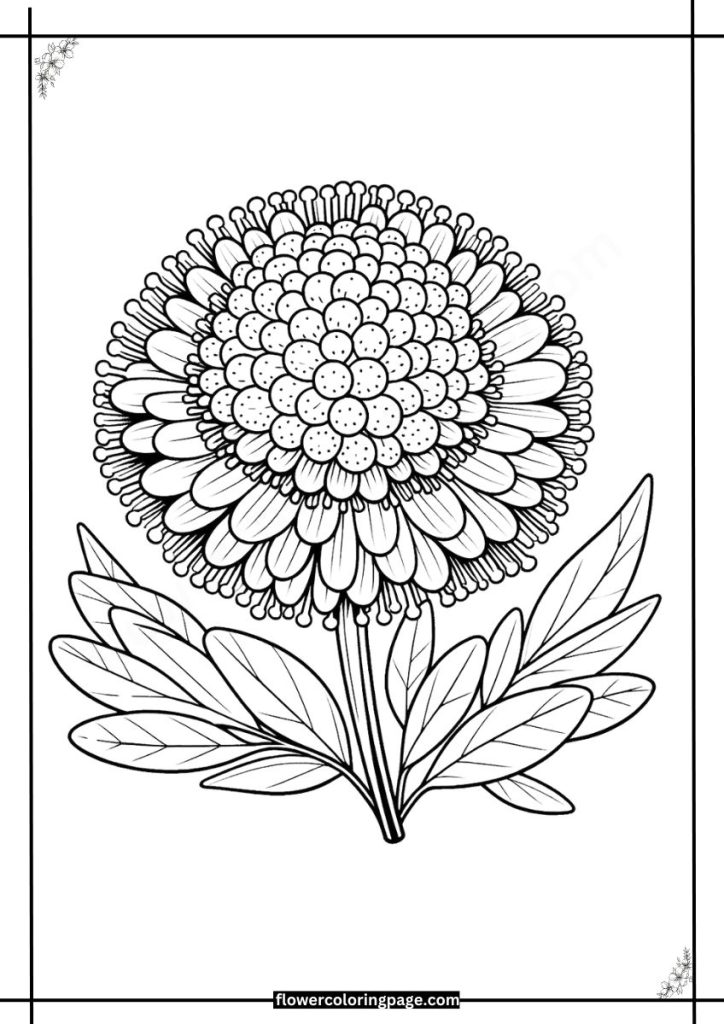 knautia coloring page